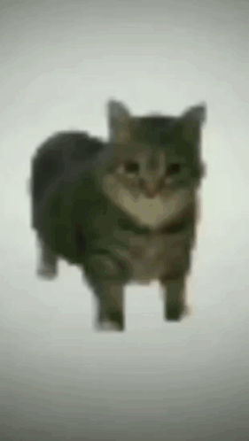 A rotating cat